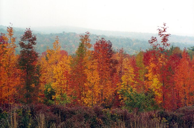 forest of trees with colorful fall leaves
