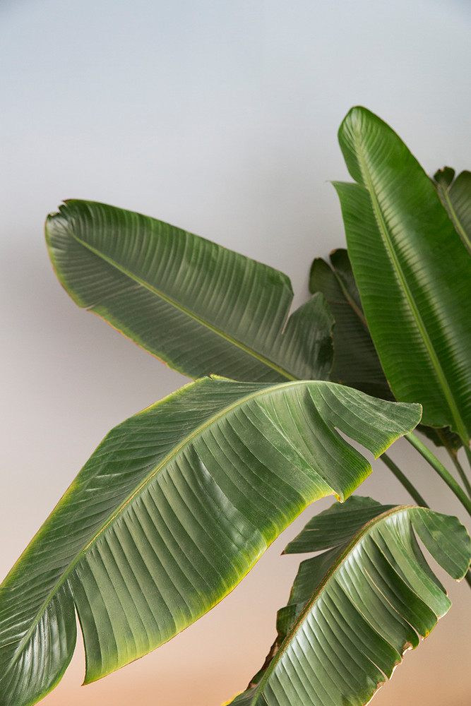Jenny Kaplan Home Tour Greenery