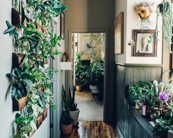 Hacks We Learned From Our Favorite Plant-Filled Homes