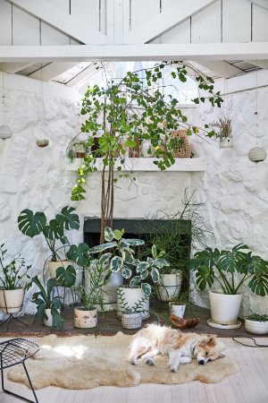 What Greenery to Buy, According to Your Plant Parent Personality