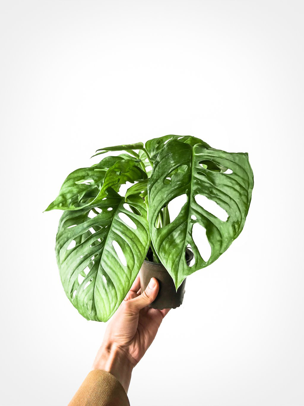 monstera adansonii plant