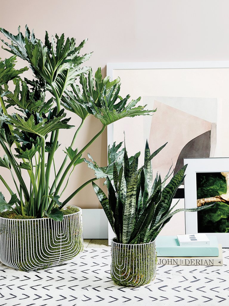 two big plants with graphic floor tile