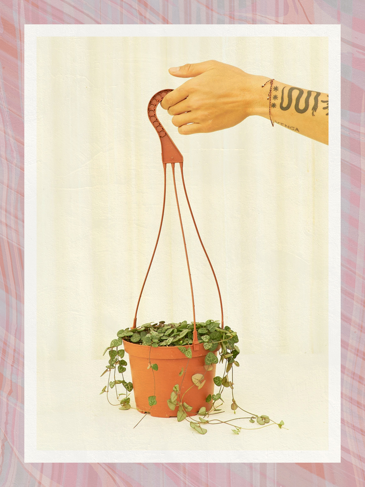 Grow Your Own Jungle Canopy With the Best Indoor Hanging Plants