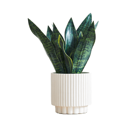 Faux Potted Snake Plant